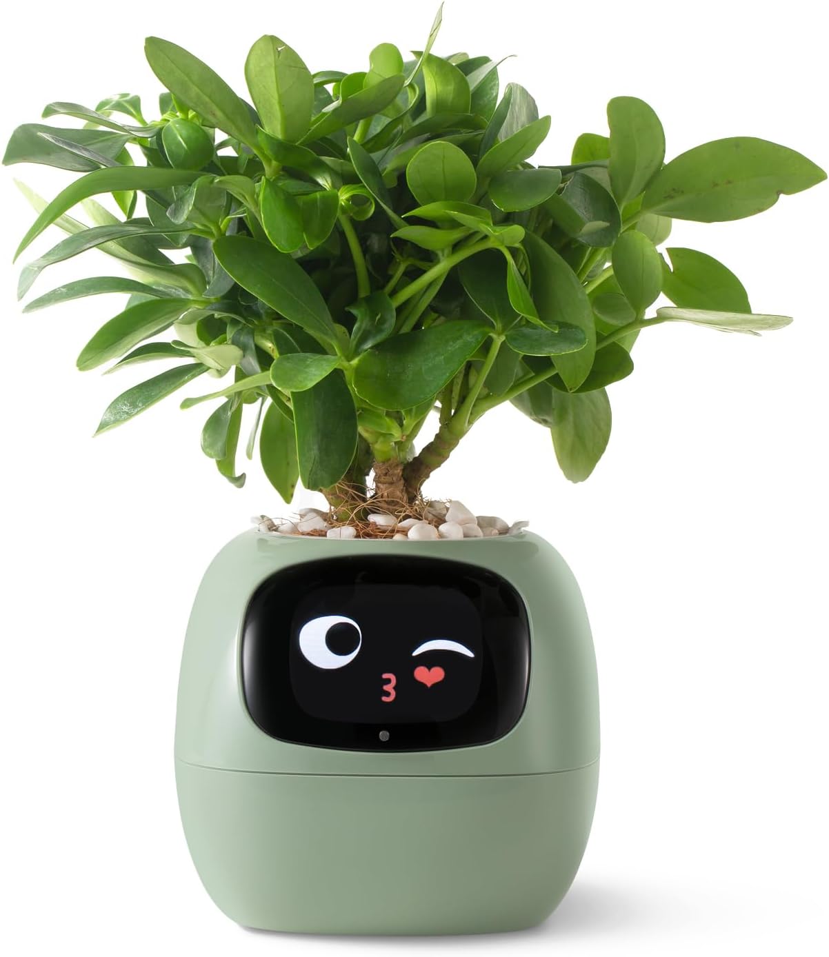 Leafy – Your Plant Buddy 🤗🌱